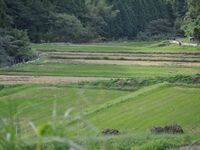 御供田風景